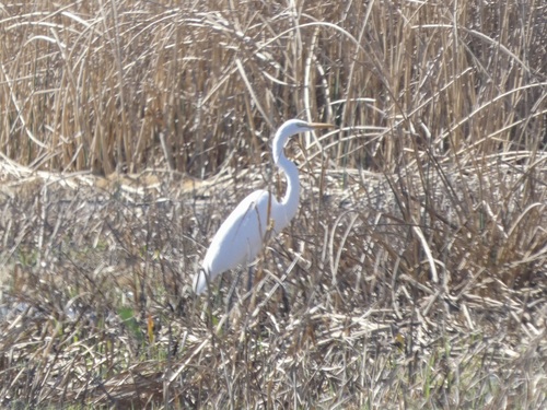 Great Egret observed by quailms