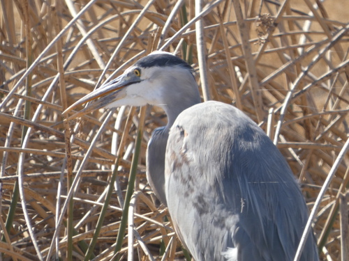 Great Blue Heron observed by quailms