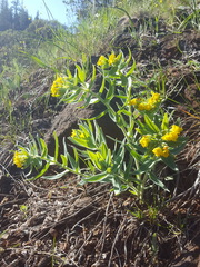 Lithospermum californicum