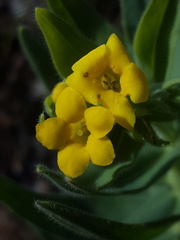 Lithospermum californicum