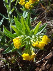 Lithospermum californicum