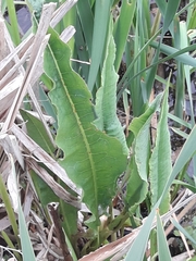 Rumex hydrolapathum