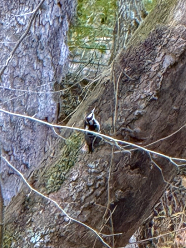 Downy Woodpecker observed by lilkirkles