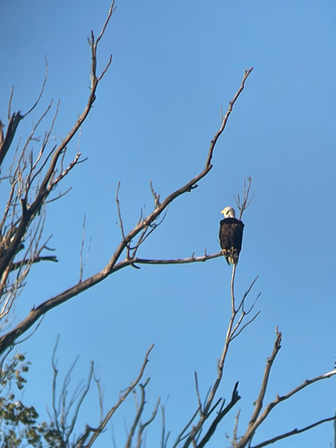 Bald Eagle observed by adventureswithnighteyes