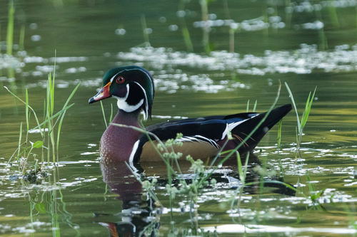 Wood Duck observed by hannahpickhardt