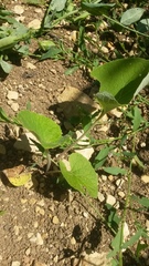 Aristolochia clematitis