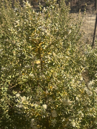 Coyote Brush seen in Sonoma Valley