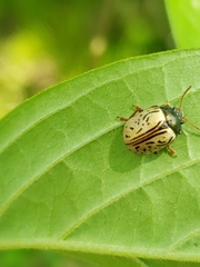 Calligrapha philadelphica