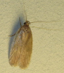 Clepsis clemensiana