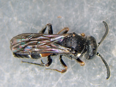 Nysson dimidiatus