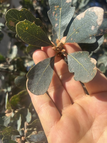 Blue Oak seen in Sonoma Valley