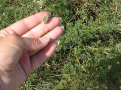 Alopecurus vaginatus
