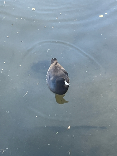 American Coot observed by buckferrell