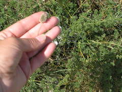 Alopecurus vaginatus