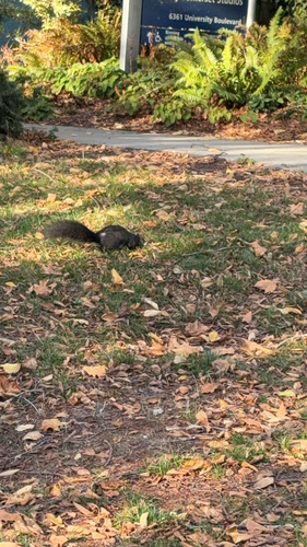 Eastern Gray Squirrel observed by harukakkk