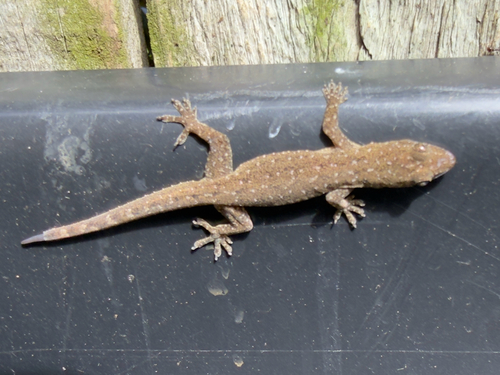 Hemidactylus garnotii observed 2026-10-18
