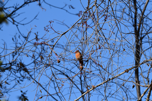 Northern Cardinal observed by loulou_2709