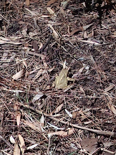 Spiny Toad