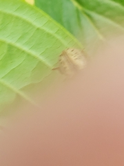 Calligrapha philadelphica