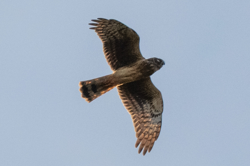 Northern Harrier observed by rootfactor
