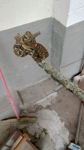 Yarará Lancehead