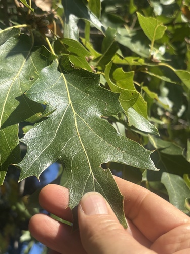 California black oak seen in Sonoma Valley