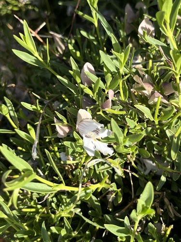 Prostanthera striatiflora observed 2026-10-17