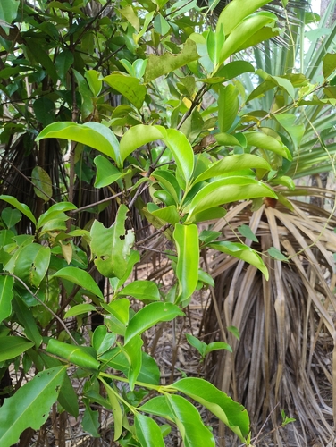 Carallia brachiata observed 2026-10-18