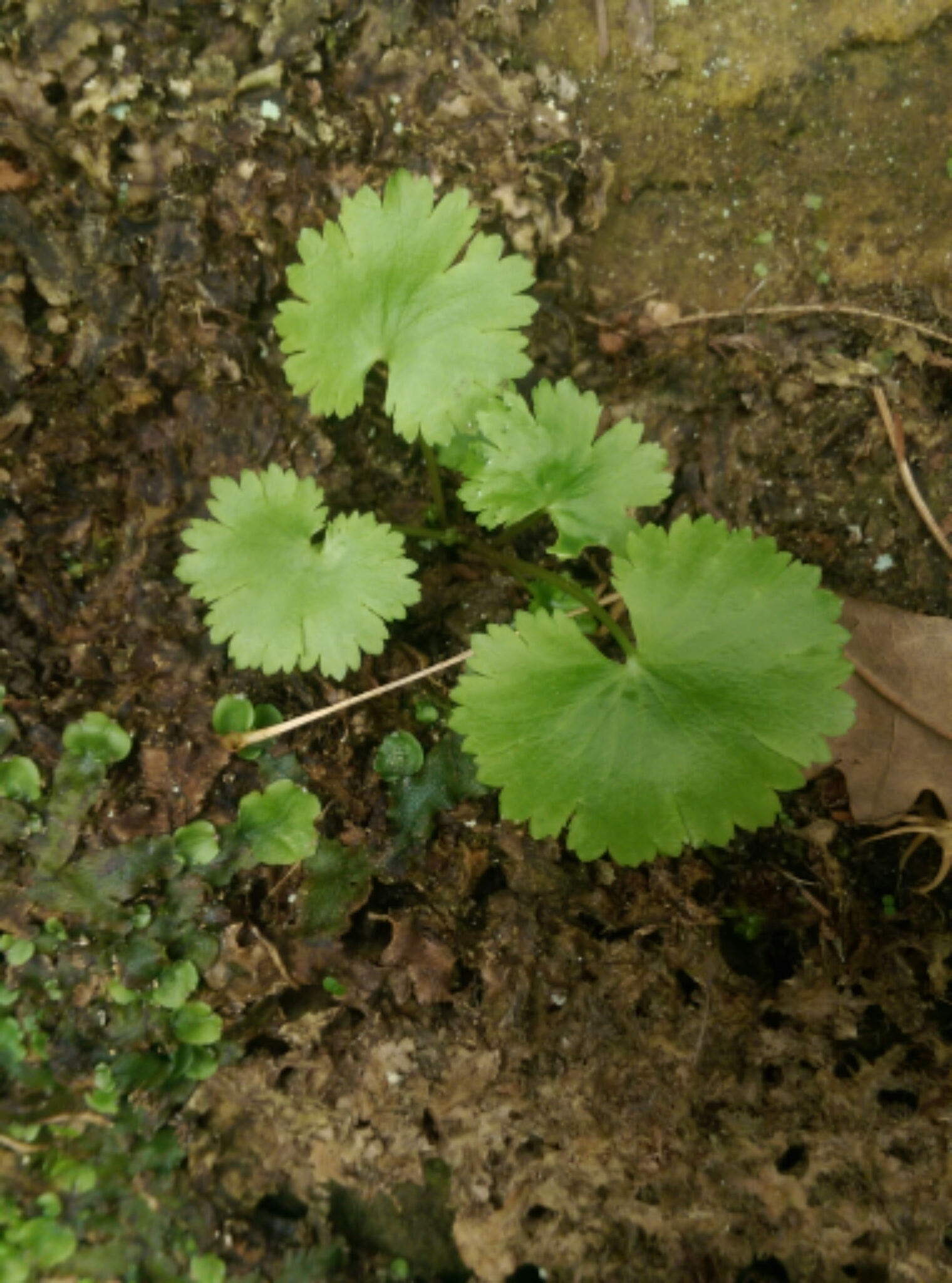 Sullivantia