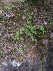 Cryptogramma stelleri