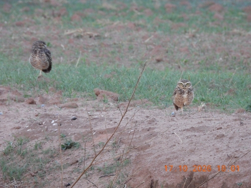 Burrowing Owl observed by f_n_tavares