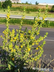 Scolymus hispanicus occidentalis