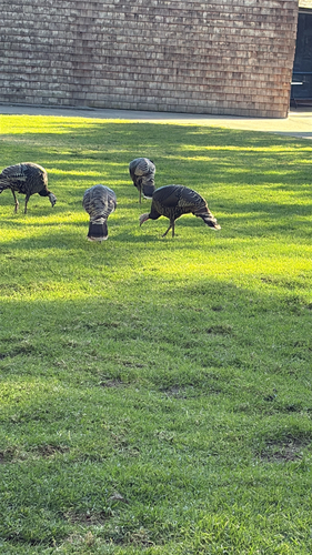 Wild Turkey observed by jag_explores
