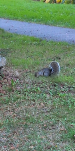 Eastern Gray Squirrel observed by shahmir2