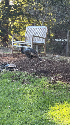 Wild Turkey observed by jag_explores