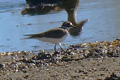 Killdeer observed by phyllisholst