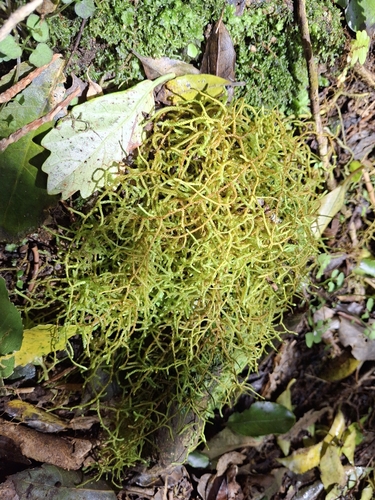 Papillaria leuconeura observed 2026-10-18