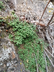 Selaginella sanguinolenta