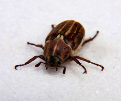 Anoxia australis