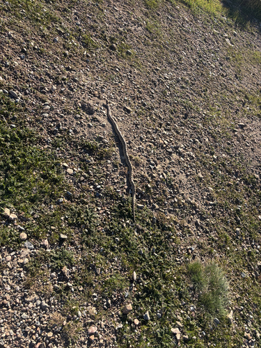 Gopher Snake observed by grace4588