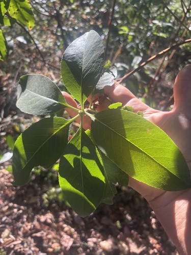 Pacific madrone seen in Sonoma Valley