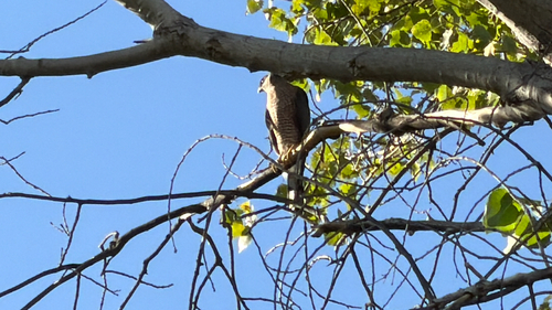 Cooper's Hawk observed by wildlife_lover