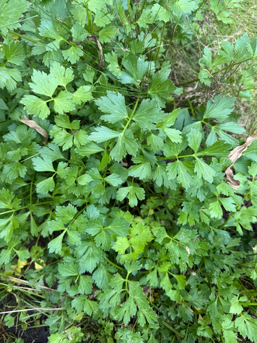 Apium graveolens observed 2026-10-16