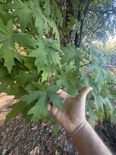 Bigleaf Maple seen in Sonoma Valley