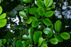 Ilex maximowicziana