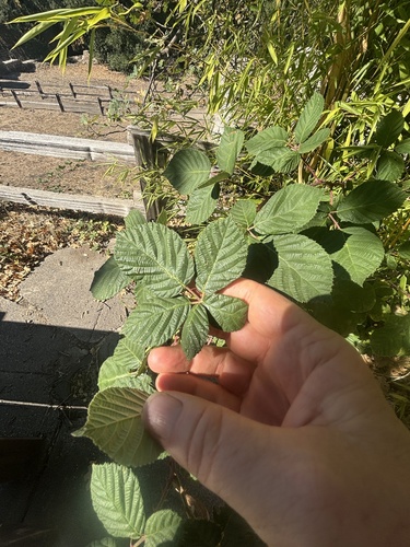 Armenian Blackberry seen in Sonoma Valley