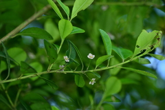 Ilex maximowicziana