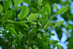 Ilex maximowicziana