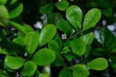 Ilex maximowicziana