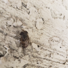 Copestylum isabellina